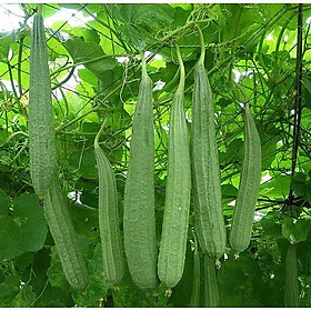 Hạt giống mướp khía f1 - mướp khắc lè