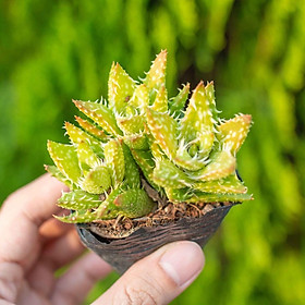 Mua Sen đá cỡ nhỏ dễ trồng size 5-7cm