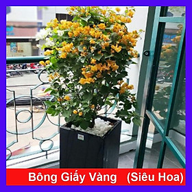 Cây Bông Giấy Vàng - cây cảnh vườn + tặng phân bón cho cây