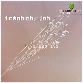 Mua Cành hạt dẻ khô trang trí nhà cửa