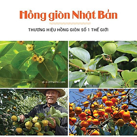 cây giống hồng gòn nhật bản (f1)