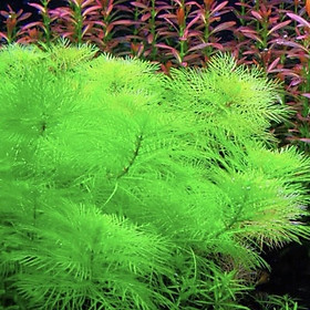 RONG ĐUÔI PHỤNG - CÂY THUỶ SINH DỄ SỐNG trang trí bể cá cảnh