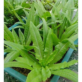 Hạt Giống Rau Diếp Thơm - Gói 1kg