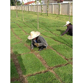 Mua Hạt Giống Thảm Cỏ Bermuda gói 200g - Cỏ Sân Bóng