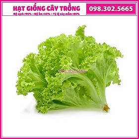 Hạt giống rau xà lách dún vàng - gói 5g - siêu năng suất, dễ trồng, giàu dinh dưỡng