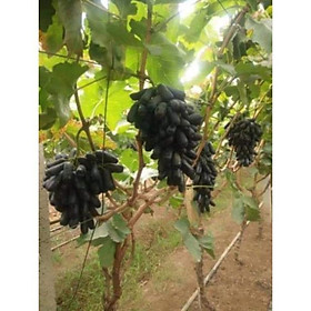 Cây nho Mỹ, cây nhập khẩu siêu quả quả ngọt lịm