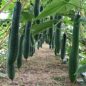 Mua Hạt giống bí đao xanh trái dài lai f1(bí sặt)   đóng gói 10 hạt