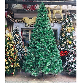 Mua Cây Thông Noel 3 Loại Lá 2m1 2m4 3m 3m6 4m5 Chân Sắt Tán Dày Có Gắn Trái Thông Trang Trí Giáng Sinh