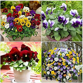 Hạt giống hoa pansy hoa cánh đơn nhiều màu 100 hạt/gói