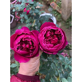Hoa hồng bụi Autumn Rouge- bầu to cây trưởng thành