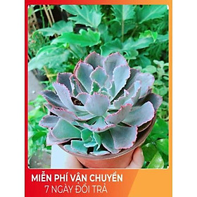 Mua Sen Đá Bắp Cải Tím