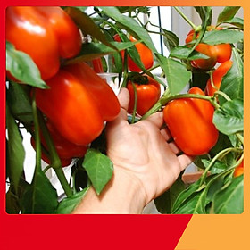Mua Hạt Giống Ớt Ngọt Đà Lạt - Nảy Mầm Cực Chuẩn