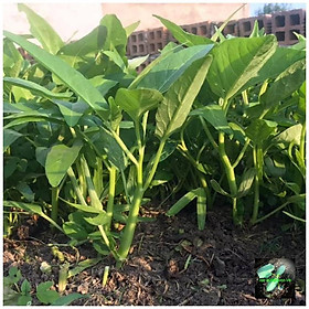 Mua Hạt giống rau muống lá lớn Rado13  đóng gói 50gr