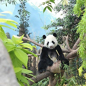 Vé Tham Quan River Safari Singapore