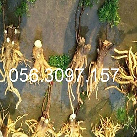 Mua Combo 5 cây đinh lăng + Tặng 01 cây dâu da đất ( bòn bon)