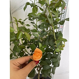 Hoa Hồng thân gỗ tree tezza cam cá hồi được yêu thích nhất
