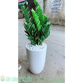 Mua Chậu Cây Kim Tiền