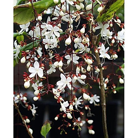 Mua Cây giống hoa dạ ngọc minh châu + Tặng (0 3kg) phân hữu cơ cao cấp