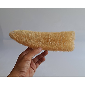 Mua xơ mướp nguyên trái dài 50 cm