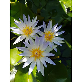 Mua Hoa súng Thái F1  thơm ngất ngây