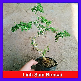 Cây Linh Sam Bonsai - cây đã được quấn kẽm và tạo dáng hoàn chỉnh + tặng phân bón