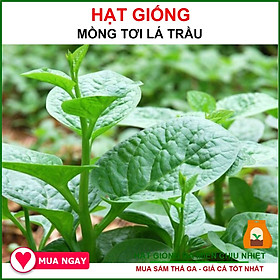Mua Giống Rau Mồng Tơi