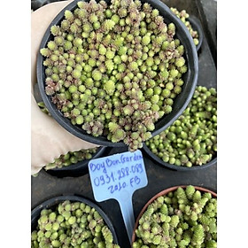 Cây sen đá sedum phật bà size chậu 8cm _hàng sẵn tại vườn