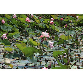 Mua Tranh canvas hoa Sen treo phòng khách ST-00336