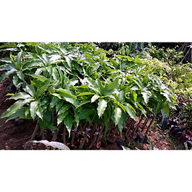 Mua Cây giống Xoài Thanh ca   Cây ghép cho trái sớm  .