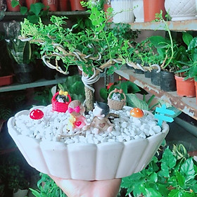 Mua Chậu Cây Cần Thăng Bonsai