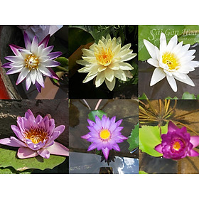 Cây hoa súng thái lan màu Tím Trắng, chuẩn giống