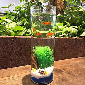 Chậu thủy tinh trụ tròn 10x20cm