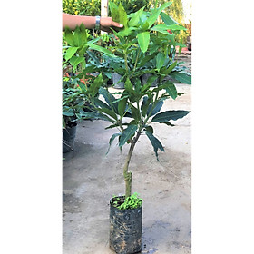 Mua Cây xoài cát Hòa Lộc cao 120 - 150 cm