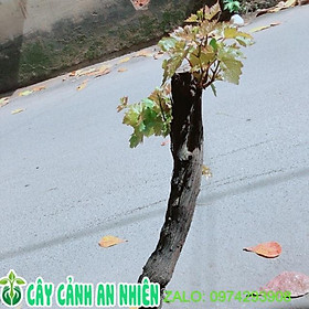 Mua Cây Nho Ninh Thuận