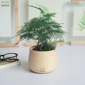 Mua Combo cây thủy tùng M + chậu bầu size M The Fish