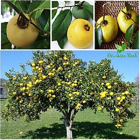 Mua CÂY THỊ THƠM CÔ TẤM