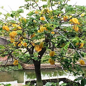 Mua Cây khế ngọt ( combo 2 cây )