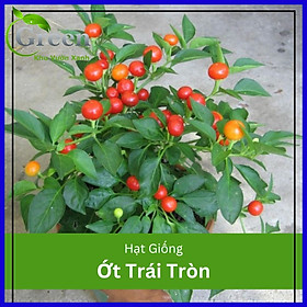 Mua Hạt Giống Ớt Kiểng Quả Tròn Sai Trái
