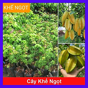 Cây Khế Ngọt - cây ăn quả + tặng phân bón cho cây