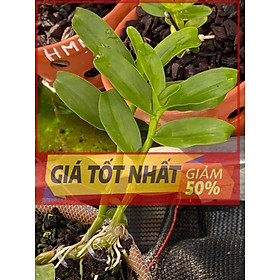 Lan phi điệp đột biến 5 cánh HỒNG HỔ PHÁCH