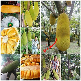 CÂY GIỐNG Mít Trái Dài Malaysia nhập khẩu