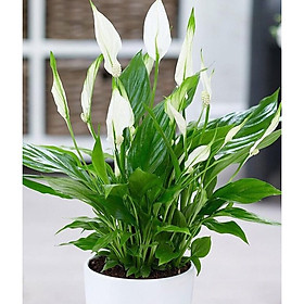Cây để bàn lan ý