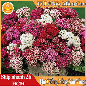 Mua Hạt giống Hoa Cẩm Chướng Kép Nhiều Màu (Ngẫu Nhiên) Hoa Siêu Đẹp  Dành Cho Người Yêu Hoa (Gói 100 hạt) - Nông Sản Vàng