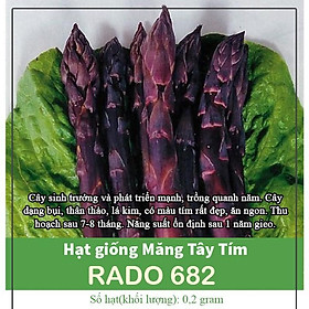 Mua Hạt Giống Măng Tây Tím Ngọt Mềm Chịu Nhiệt