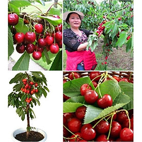 Hạt giống Cây Ăn Trái Cherry Đỏ 10 hạt/gói ( tặng kèm 3 viên nén kích mầm )