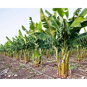 Mua Cây giống chuối bơm cấy mô (siêu sớm)