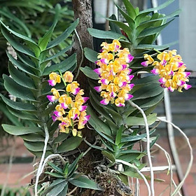 Mua Hoa phong lan hoàng nhạn cây giống