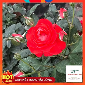 Mua HOA HỒNG NGOẠI TỐ NỮ  - CÂY DỄ TRỒNG   MÀU ĐỎ TƯƠI.-