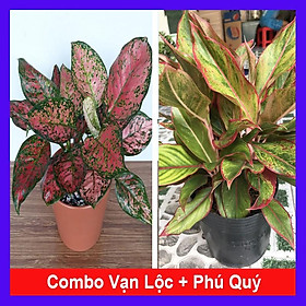 Combo cây vạn lộc + cây phú quý + tặng phân bón cho cây