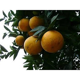 Mua CAM VINH siêu quả  ngọt mát - CÂY GIỐNG CHUẨN F1
